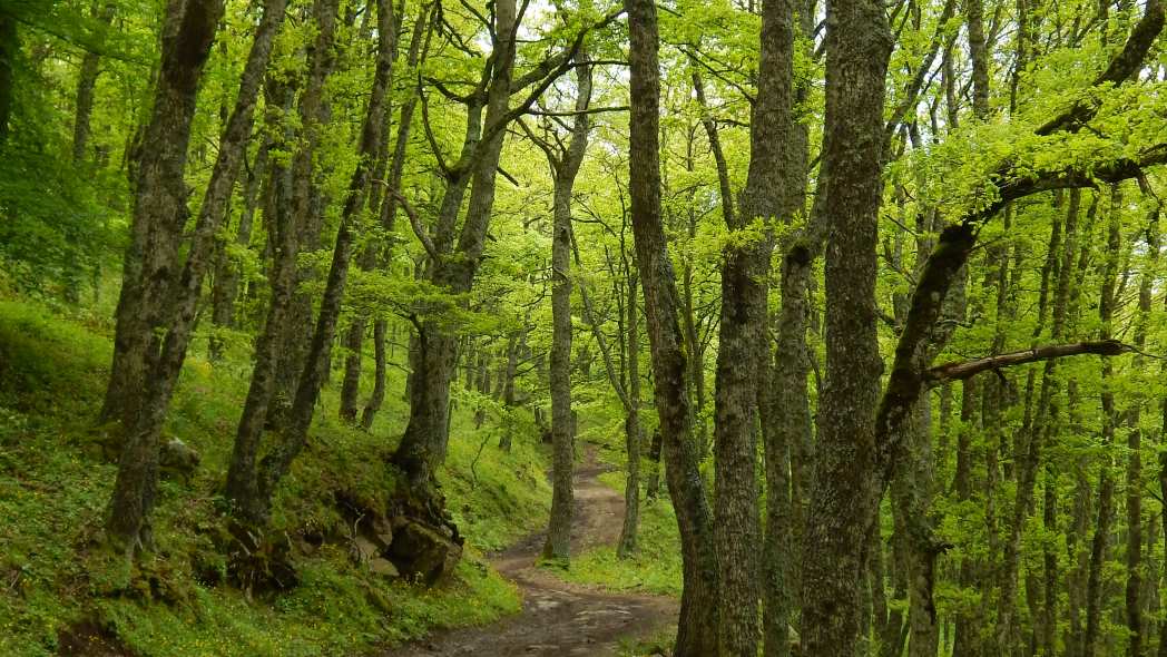 bosco malabotta sentiero pittaro